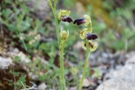 Ophrys iricolor